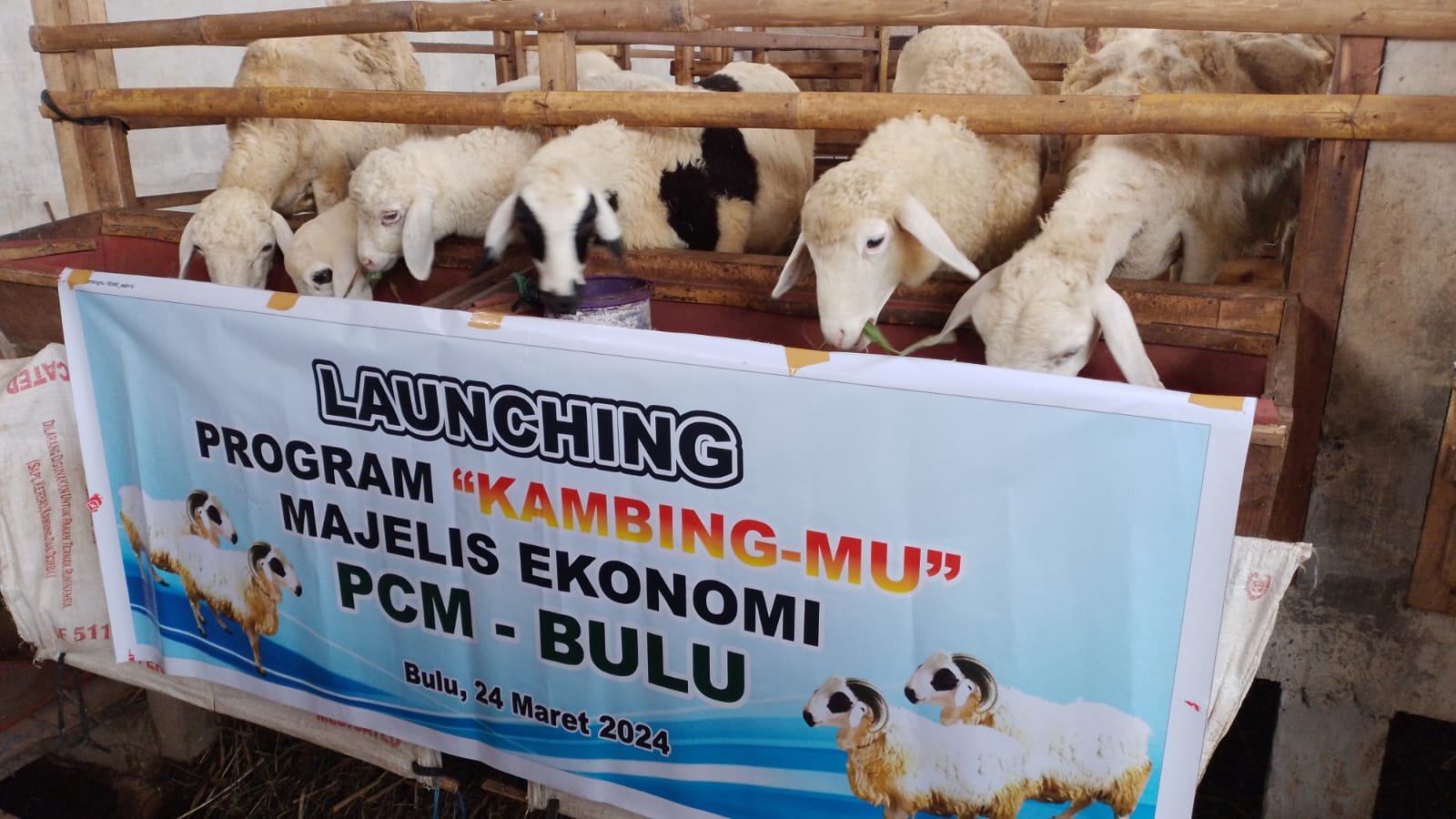 PCM Bulu Luncurkan Program 'Kambing-Mu' untuk Pemberdayaan Ekonomi Jamaah