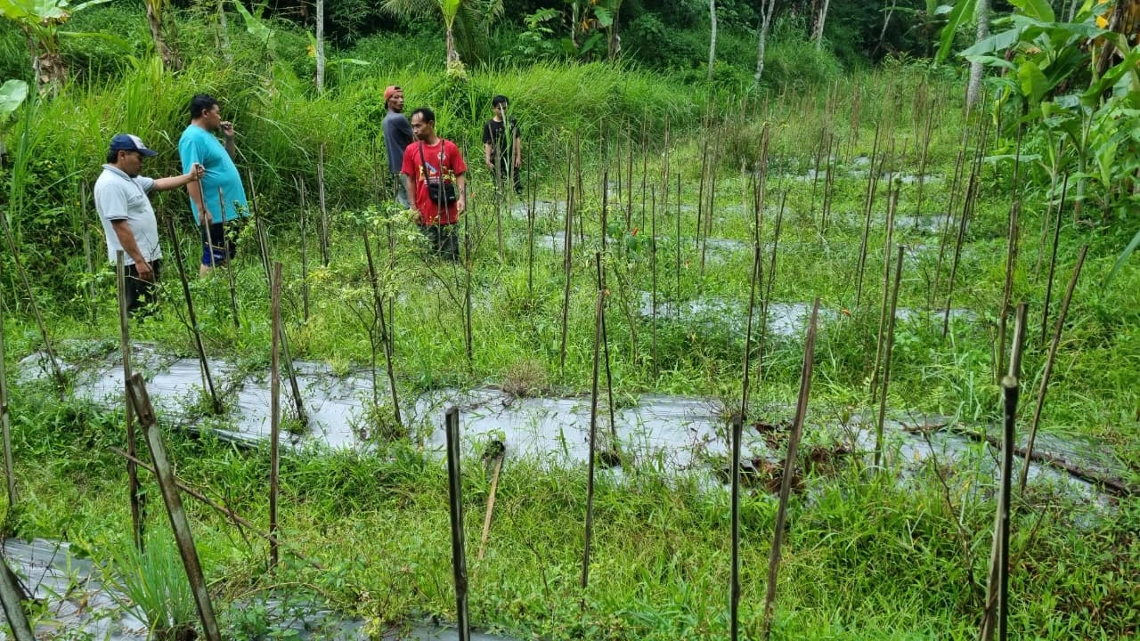 Gerakan Jihad Ekonomi: PCPM Kandangan Survei Lahan Milik Tokoh Muhammadiyah Baledu untuk Sentra Sayuran Produktif