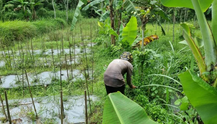 Wujudkan Kemandirian Organisasi, PCPM dan KOKAM Kandangan Adakan Persiapan Lahan Program Pertanian Produktif