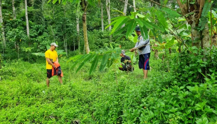 Wujudkan Kemandirian Organisasi, PCPM dan KOKAM Kandangan Adakan Persiapan Lahan Program Pertanian Produktif