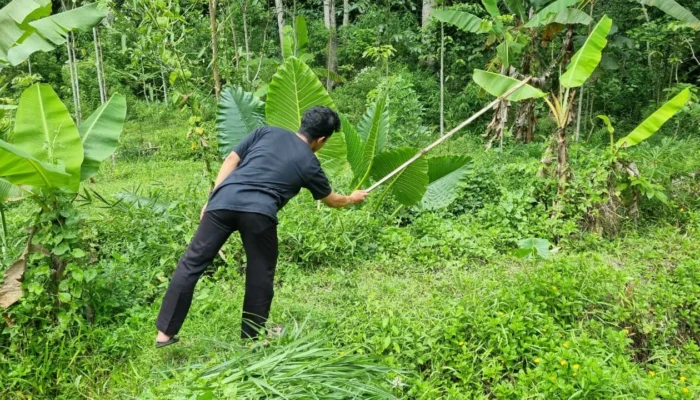 Wujudkan Kemandirian Organisasi, PCPM dan KOKAM Kandangan Adakan Persiapan Lahan Program Pertanian Produktif