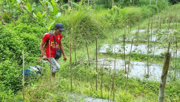 Wujudkan Kemandirian Organisasi, PCPM dan KOKAM Kandangan Adakan Persiapan Lahan Program Pertanian Produktif