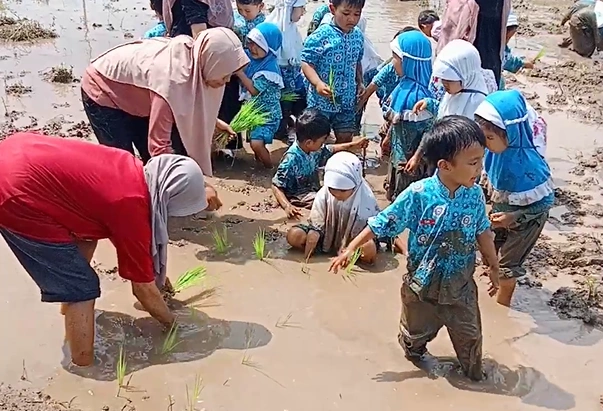 Menanam Karakter di Lumpur Sawah: Keseruan Program "Orang Tua Mengajar" KB Aisyiyah Pelangi Kertosari