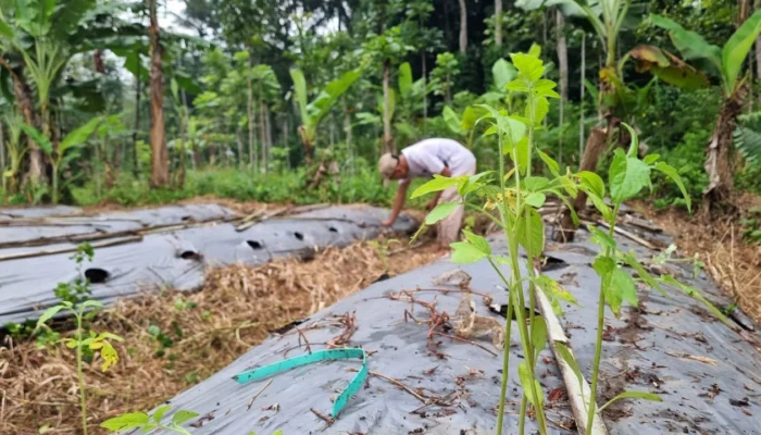 Geliat Ekonomi Hijau: Pemuda dan KOKAM Kandangan Sulap Lahan Tidur Jadi Kebun Tomat Produktif