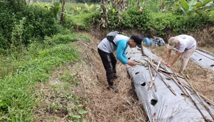 Geliat Ekonomi Hijau: Pemuda dan KOKAM Kandangan Sulap Lahan Tidur Jadi Kebun Tomat Produktif