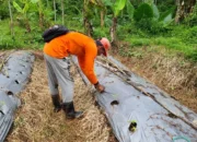 Geliat Ekonomi Hijau: Pemuda dan KOKAM Kandangan Sulap Lahan Tidur Jadi Kebun Tomat Produktif