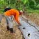 Geliat Ekonomi Hijau: Pemuda dan KOKAM Kandangan Sulap Lahan Tidur Jadi Kebun Tomat Produktif