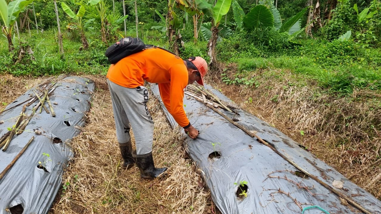 Geliat Ekonomi Hijau: Pemuda dan KOKAM Kandangan Sulap Lahan Tidur Jadi Kebun Tomat Produktif