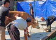 PRM Bolang Sembelih 45 Hewan Kurban pada Idul Adha 1447 H