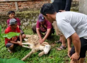 Gandeng Pengurus Pengajian hingga Pemuda dan KOKAM, Lazismu Sukses Eksekusi Program Sinergi Qurban Perdana di Kandangan