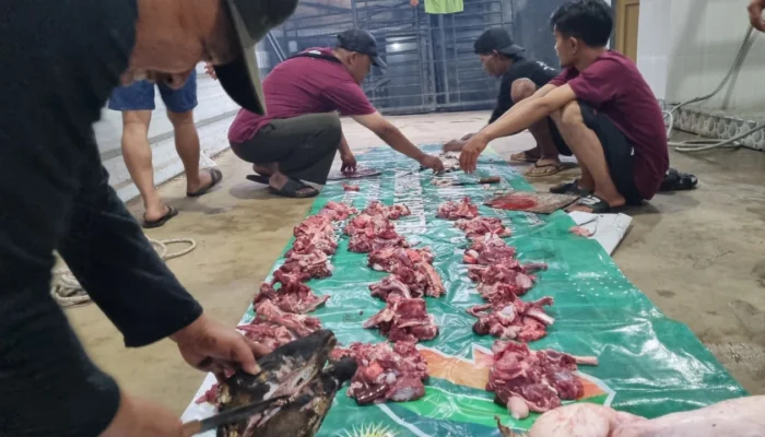 Gandeng Pengurus Pengajian hingga Pemuda dan KOKAM, Lazismu Sukses Eksekusi Program Sinergi Qurban Perdana di Kandangan