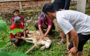 Gandeng Pengurus Pengajian hingga Pemuda dan KOKAM, Lazismu Sukses Eksekusi Program Sinergi Qurban Perdana di Kandangan