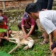 Gandeng Pengurus Pengajian hingga Pemuda dan KOKAM, Lazismu Sukses Eksekusi Program Sinergi Qurban Perdana di Kandangan