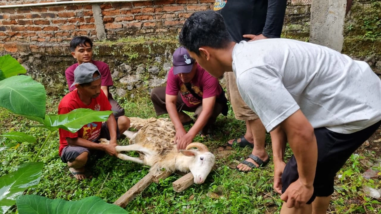 Gandeng Pengurus Pengajian hingga Pemuda dan KOKAM, Lazismu Sukses Eksekusi Program Sinergi Qurban Perdana di Kandangan
