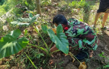 Terima Amanah Ketua PRM Kedungumpul, Pemuda Muhammadiyah Kandangan Siap Kelola Dua Petak Sawah