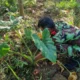 Terima Amanah Ketua PRM Kedungumpul, Pemuda Muhammadiyah Kandangan Siap Kelola Dua Petak Sawah
